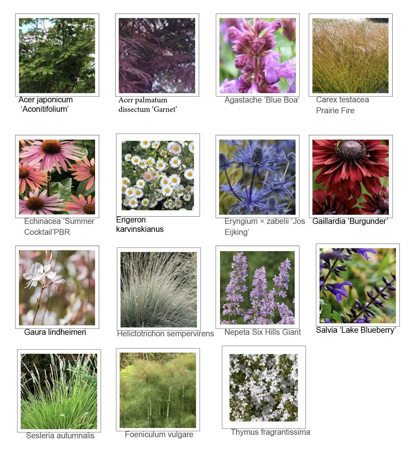 Planting palette showing trees, grasses and flowering plants