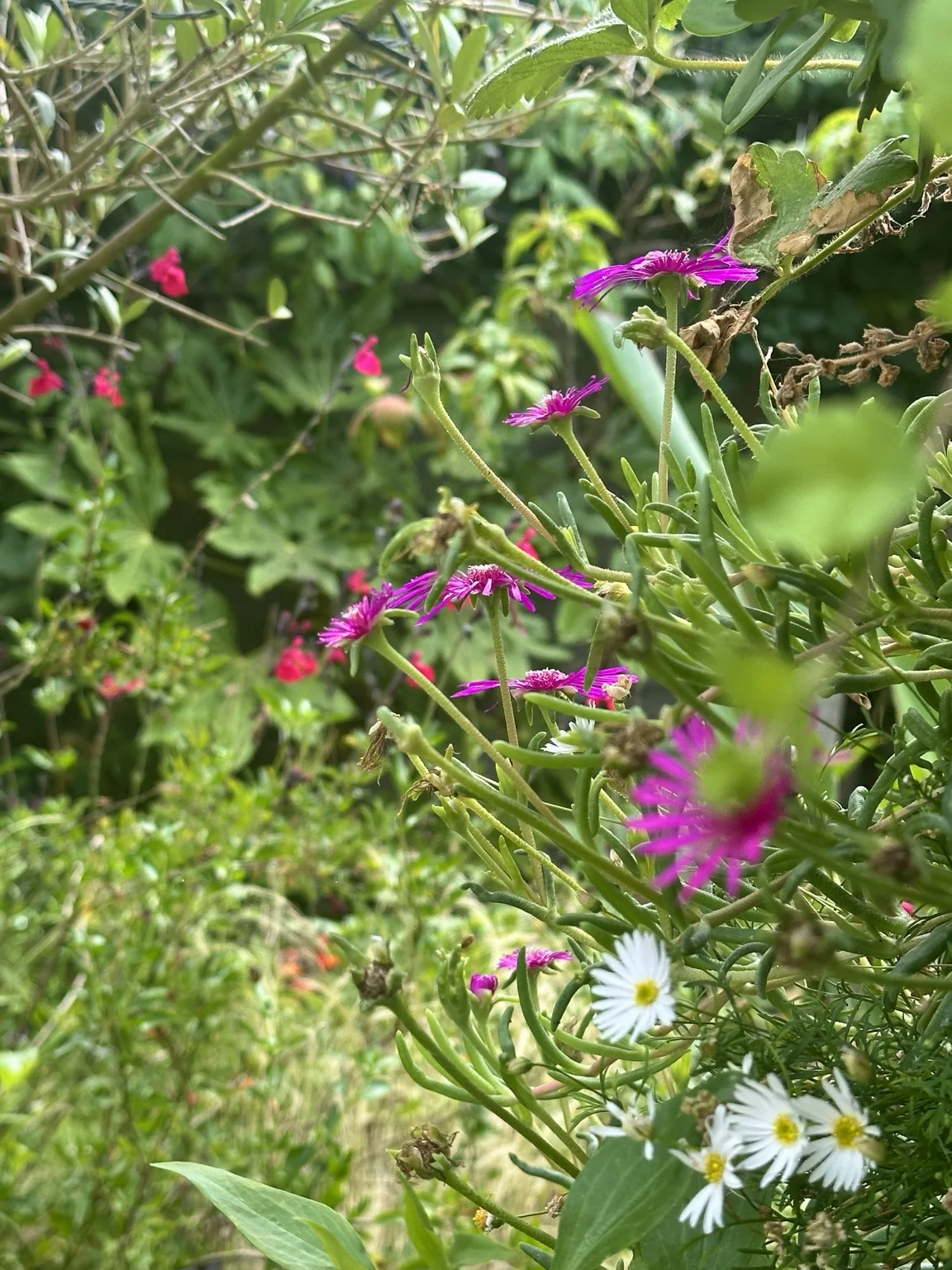 Pink and white flowers within layered garden planting