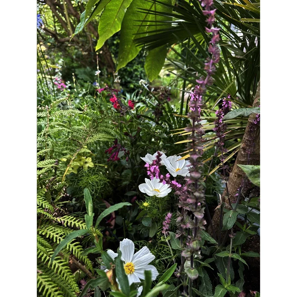 White cosmos, purple salvia, ferns and architectural foliage